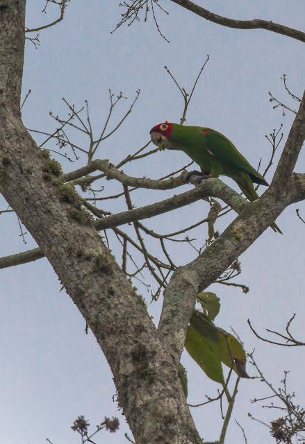 Manabí profundo