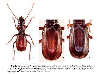 Nueva subespecie descubierta en España