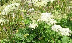 Imperatoria y sus beneficios para la salud