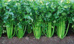 Apio, hortaliza con gran valor energetico