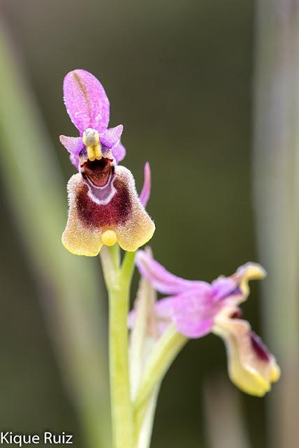 Macrofotografia ya esta aqui la primavera