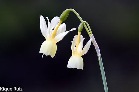 Macrofotografia ya esta aqui la primavera