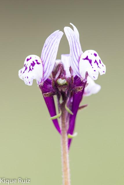 Macrofotografia ya esta aqui la primavera