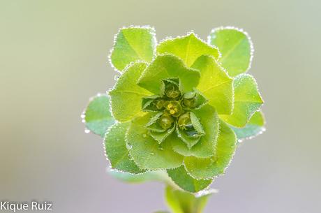 Macrofotografia ya esta aqui la primavera