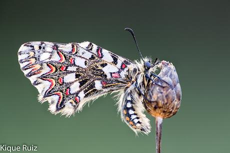 Macrofotografia ya esta aqui la primavera