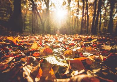 Llega el otoño esperado