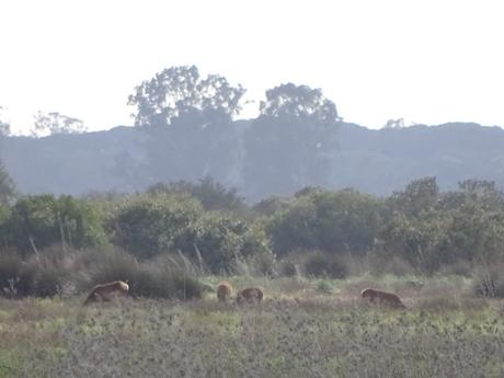 Ciervos en La Vera pastando