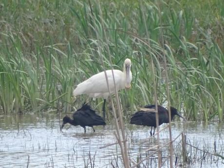 Espátula blanca y moritos ibis Doñana