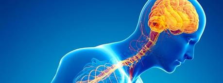 Sistema nervioso periférico Enfermedades relacionadas con el sistema nervioso periférico