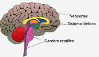 Que Función tienen las Conexiones de Retroalimentación del  Neocortex