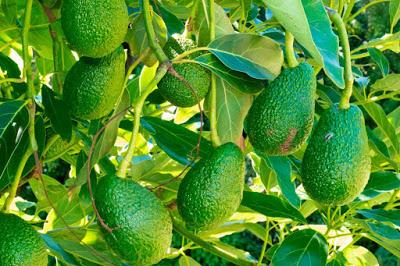 ES AGUACATE MEXIQUENSE PRODUCTO DE CLASE MUNDIAL