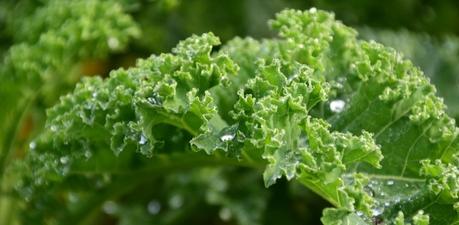 Beneficios del kale