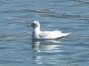 viajeras larga distancia