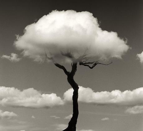 si las nubes fueran árboles...