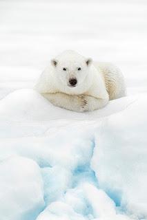 Oso Polar, Enciclopedia Animal del Universo.