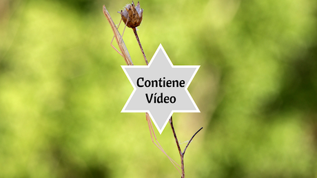 Fotografia macro método de trabajo