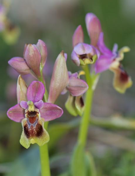 Allá abajo (Orquídeas lejos de casa)