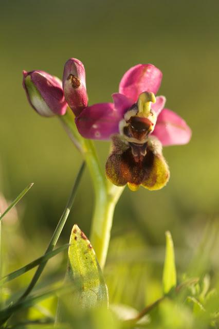 Allá abajo (Orquídeas lejos de casa)