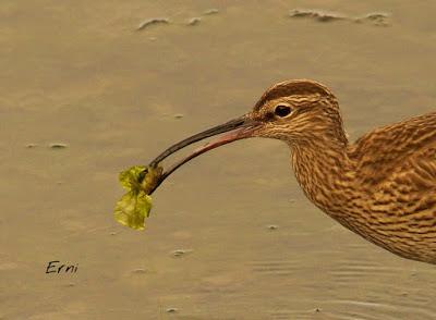 LOS LÚGANOS VUELVEN AL ATAQUE