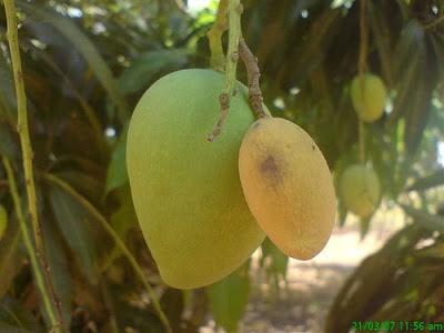 La “Conclusión # 3”, el “sin nariz”