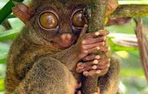 Suicidio Animal Suicidio Animal