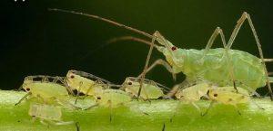 Suicidio Animal Suicidio Animal