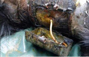 Suicidio Animal Suicidio Animal