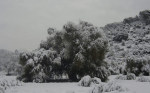 Olivos dañados por las heladas.