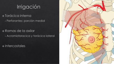 Anatomía topográfica de la mama