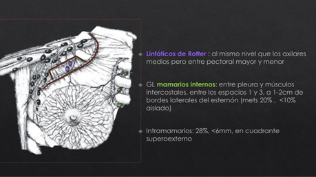 Anatomía topográfica de la mama