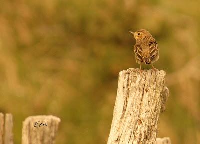 BUSCARLA POR LA MONTAÑA ORIENTAL DE CANTABRIA