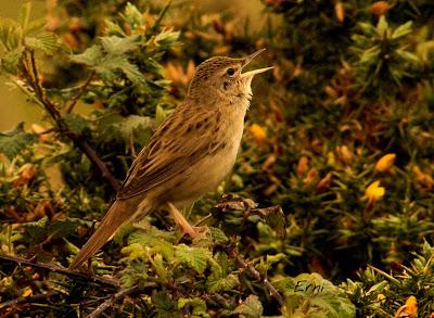 BUSCARLA POR LA MONTAÑA ORIENTAL DE CANTABRIA