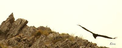 BUSCARLA POR LA MONTAÑA ORIENTAL DE CANTABRIA