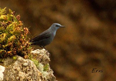 BUSCARLA POR LA MONTAÑA ORIENTAL DE CANTABRIA