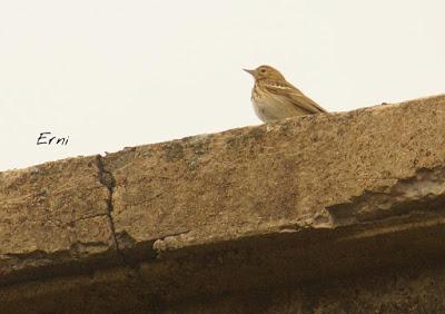 BUSCARLA POR LA MONTAÑA ORIENTAL DE CANTABRIA