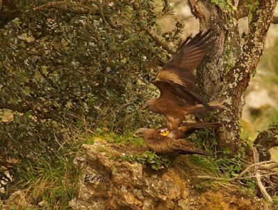 BUSCARLA POR LA MONTAÑA ORIENTAL DE CANTABRIA