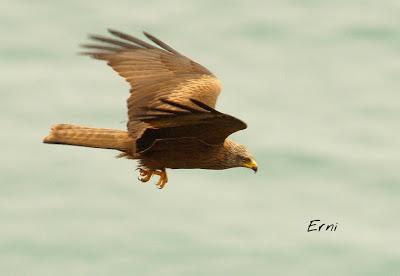 BUSCARLA POR LA MONTAÑA ORIENTAL DE CANTABRIA