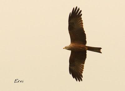 BUSCARLA POR LA MONTAÑA ORIENTAL DE CANTABRIA