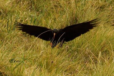 BUSCARLA POR LA MONTAÑA ORIENTAL DE CANTABRIA
