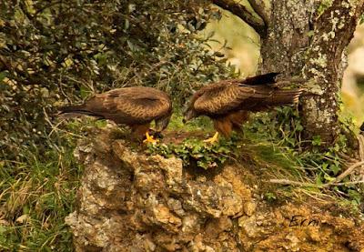 BUSCARLA POR LA MONTAÑA ORIENTAL DE CANTABRIA