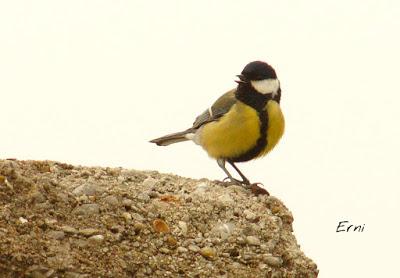 BUSCARLA POR LA MONTAÑA ORIENTAL DE CANTABRIA