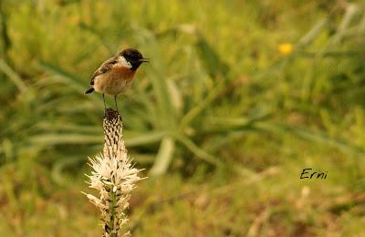 BUSCARLA POR LA MONTAÑA ORIENTAL DE CANTABRIA