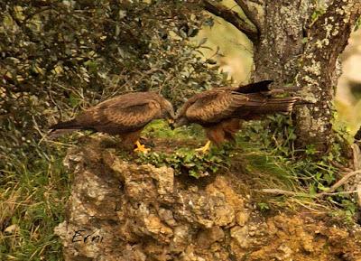 BUSCARLA POR LA MONTAÑA ORIENTAL DE CANTABRIA