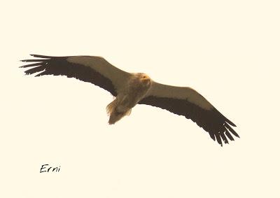 BUSCARLA POR LA MONTAÑA ORIENTAL DE CANTABRIA