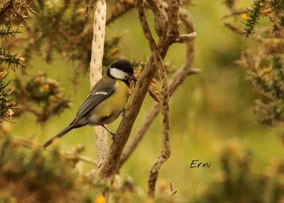BUSCARLA POR LA MONTAÑA ORIENTAL DE CANTABRIA