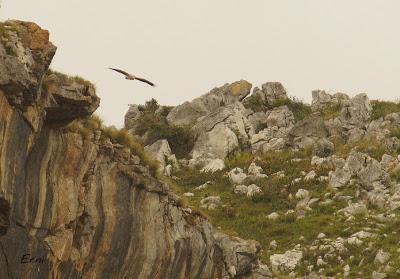 BUSCARLA POR LA MONTAÑA ORIENTAL DE CANTABRIA