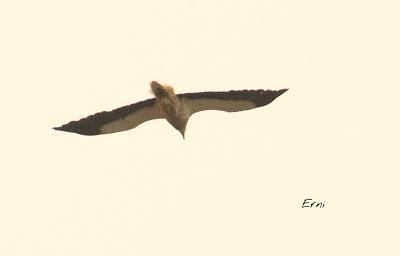 BUSCARLA POR LA MONTAÑA ORIENTAL DE CANTABRIA