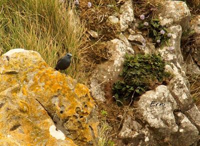 BUSCARLA POR LA MONTAÑA ORIENTAL DE CANTABRIA