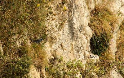 BUSCARLA POR LA MONTAÑA ORIENTAL DE CANTABRIA