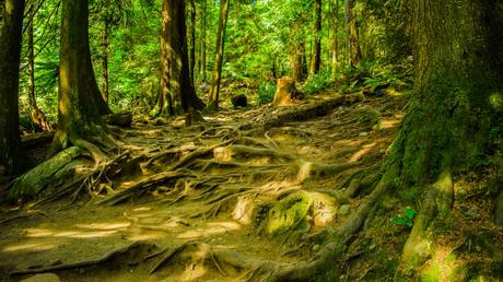 Comunicación entre los árboles